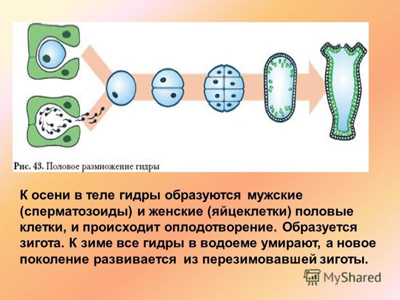 Kraken официальные зеркала